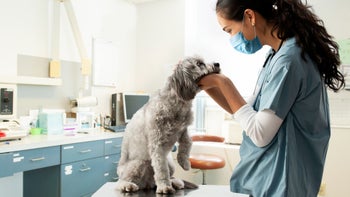 dog: firocoxib: vet petting dog 1286336727