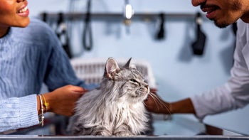 cat: cat at the vet clinic 1544265082
