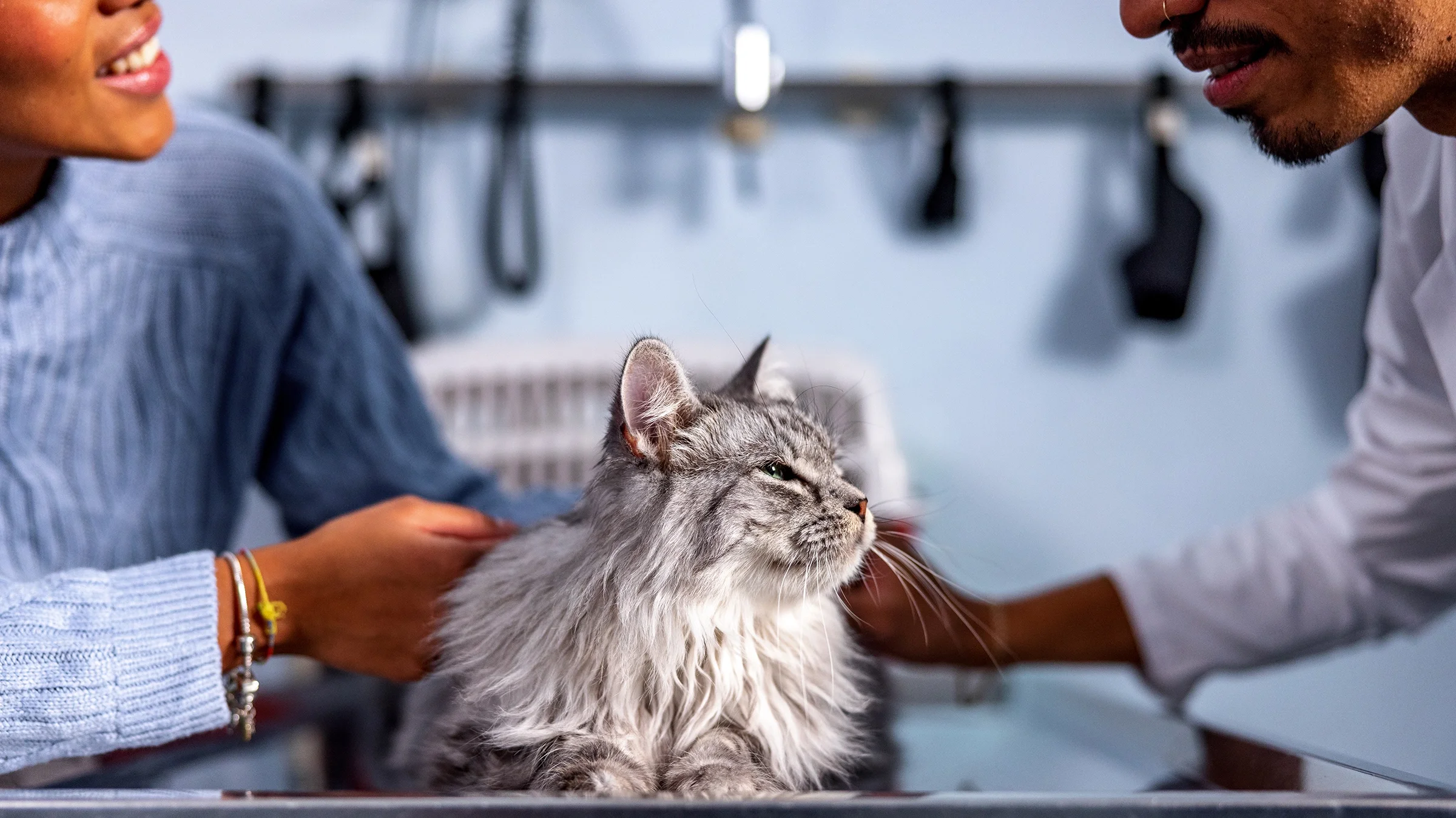A cat during an appointment in a veterinary clinic.