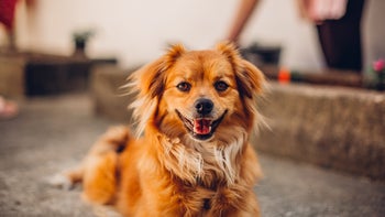 dog: portrait of dog 1222606069
