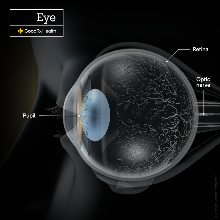 A 3D illustration of the eye highlighting the pupil, retina, and optic nerve. 