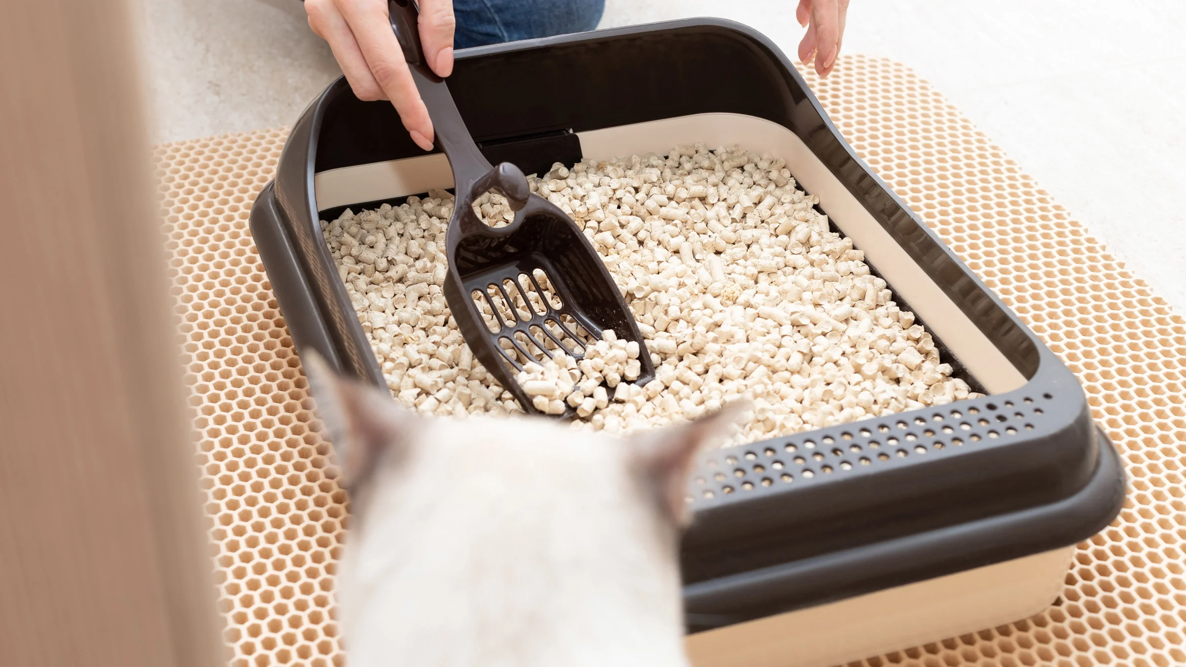 Cropped shot of hands cleaning a litter box.