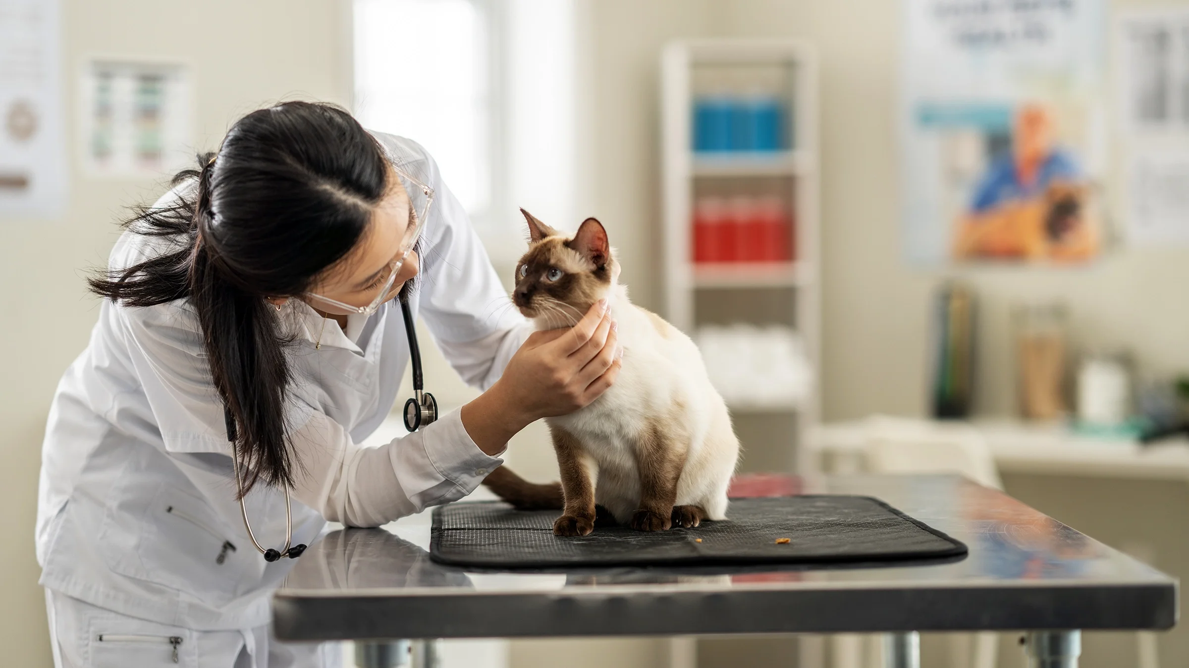 A veterinarian is examining a cat at a checkup.