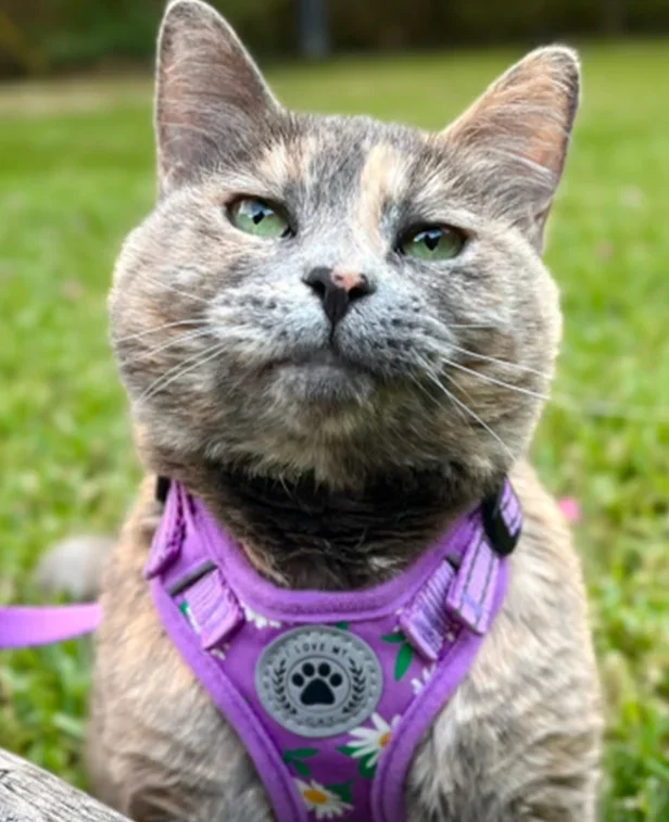 Marissa Cargal’s gray cat, Emily, is pictured.
