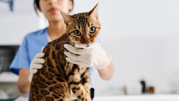 Cat: bengal cat at vet 1405548904