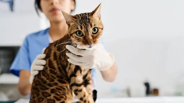 Cat: bengal cat at vet 1405548904
