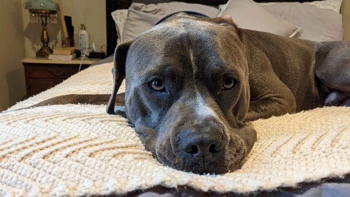 A pitbull is pictured lounging on a bed, looking straight to the camera.