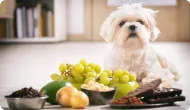 30 Foods That Are Poisonous to Dogs: What They Can and Can’t Eat article image
