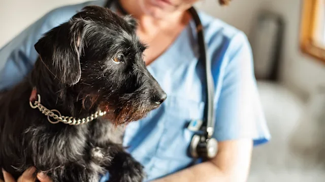 Dog health: Reverse sneezing: scruffy black dog in vets arms-1280869192