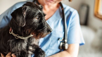 Dog health: Reverse sneezing: scruffy black dog in vets arms-1280869192