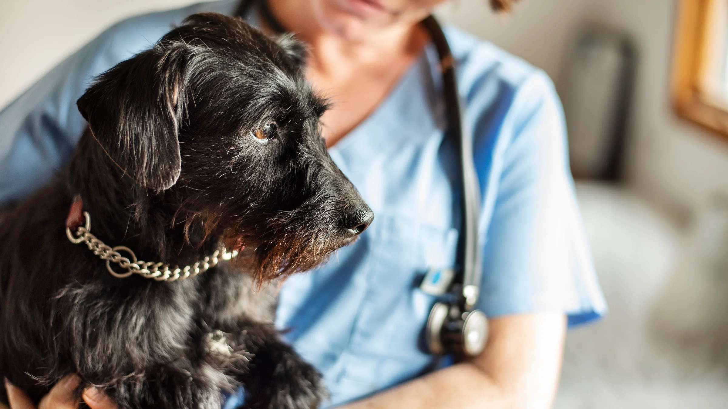 Scruffy black dog in the arms of a vet. He's a serious looking pup.
