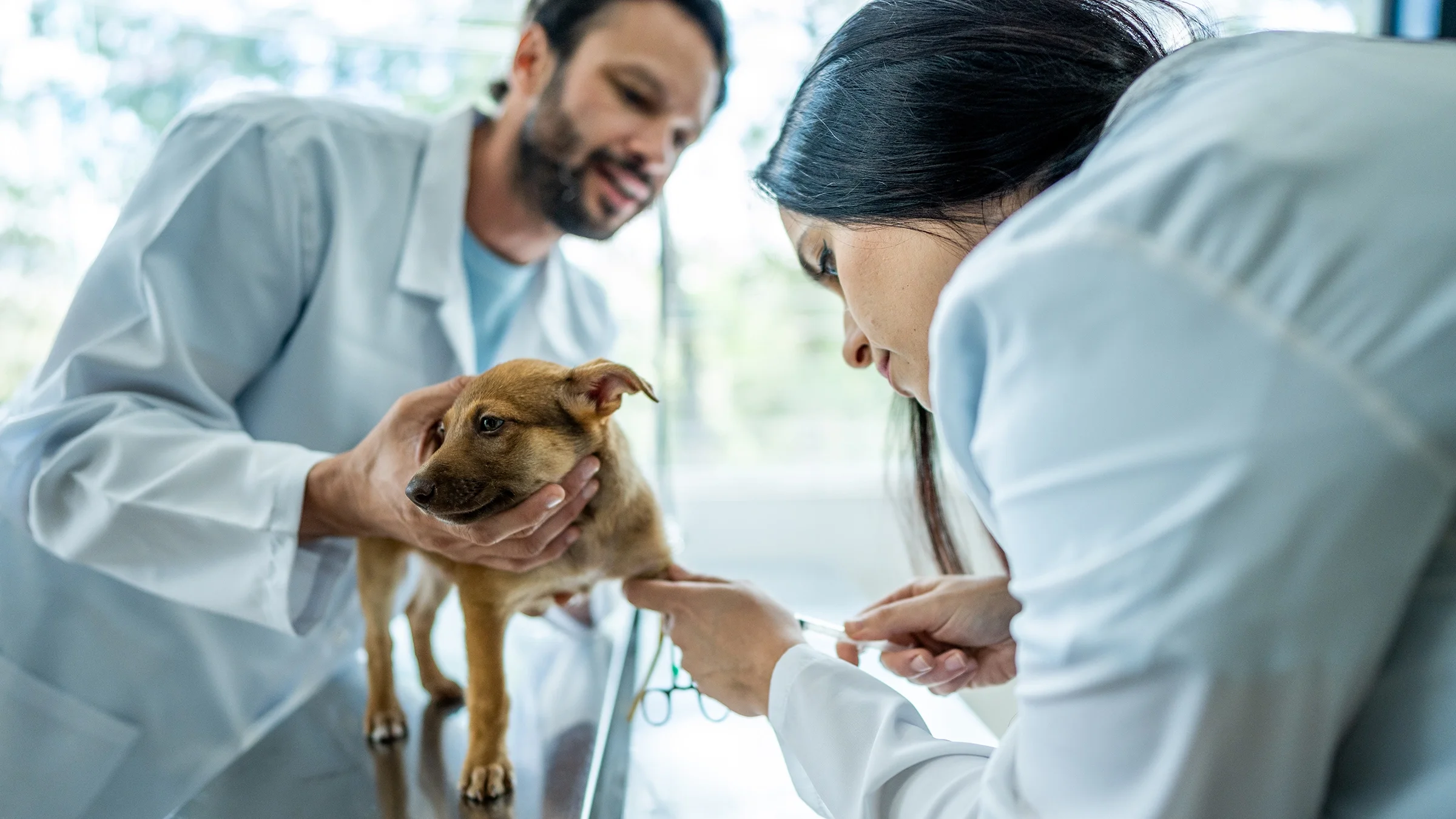 Veterinarians examining a dog in an animal clinic.