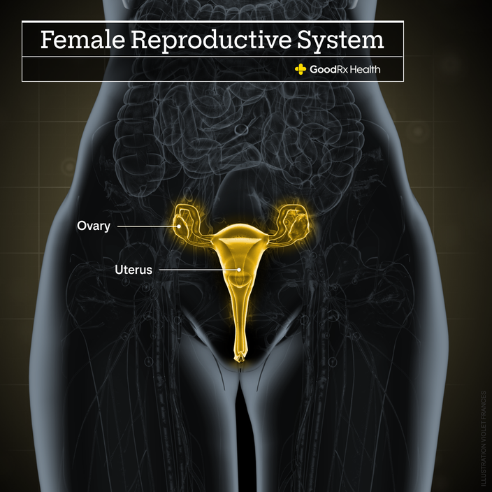 A 3D illustration of the female reproductive system highlighting the ovary and uterus.