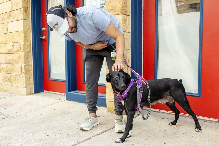 A man in a gray T-shirt and cap bends down to pet a black dog wearing a purple harness on a sidewalk in front of a red-and-blue storefront.