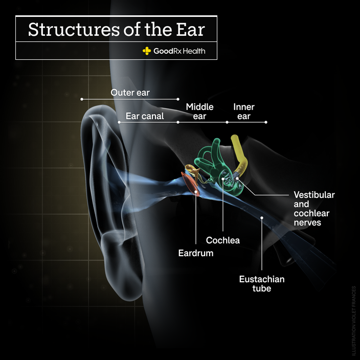 A 3D illustration of the structures of the ear including the ear canal, middle ear, inner ear, eardrum, cochlea, eustachian tube, and vestibular and cochlear nerves. 