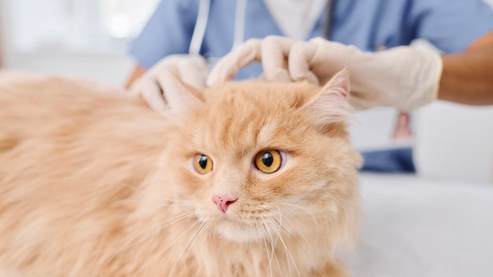 Ringworm In Cats Causes Symptoms Treatment