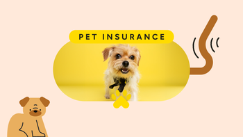 dog: pet care insurance pet featured image