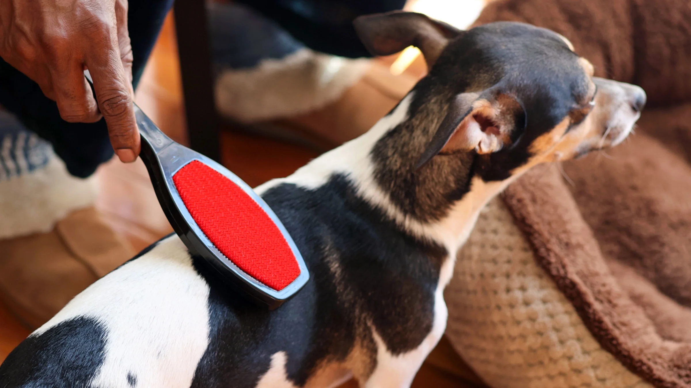 A puppy is being groomed with a brush in a close-up.