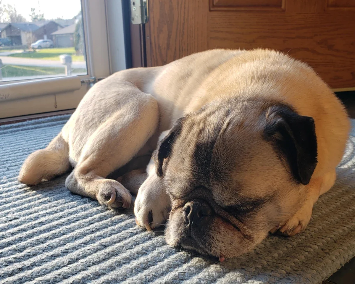 Daphne Leigh’s pug, Louie, is pictured.