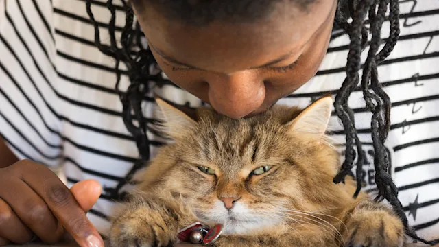 Pets: closeup kissing cat on head 884131216