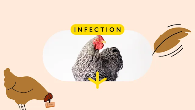 PEx: pet care chicken pet featured image