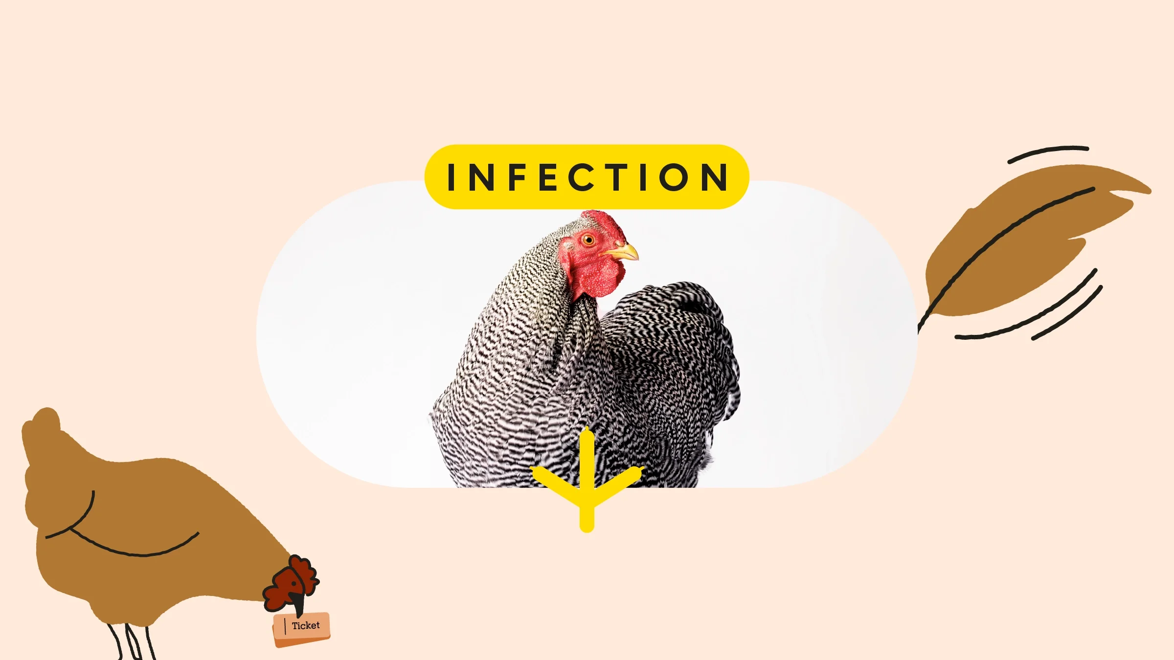 Tan background with pill-shaped frame of a studio portrait of a chicken. At the top, the text reads: “Infection.” On the bottom left-hand side is an illustration of a chicken. On the right-hand side is a feather that has motion lines.