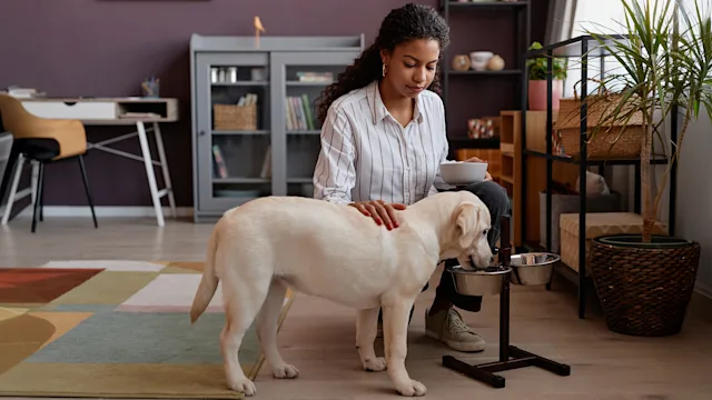 dog: owner feeding dog at home 1499252734