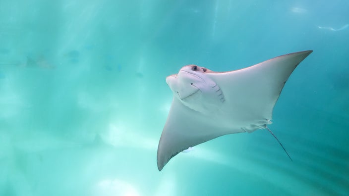 A stingray swims in a blue ocean.