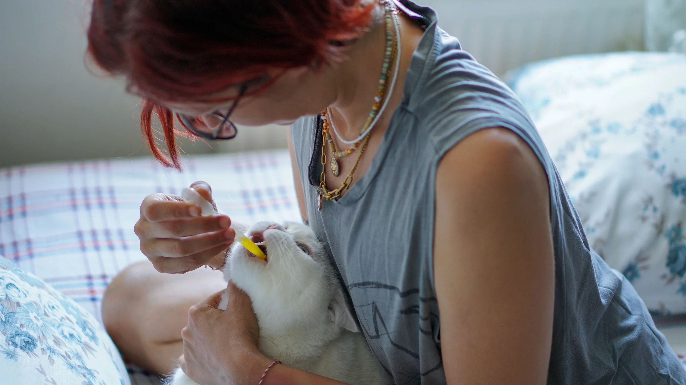 A cat is being given liquid medication.
