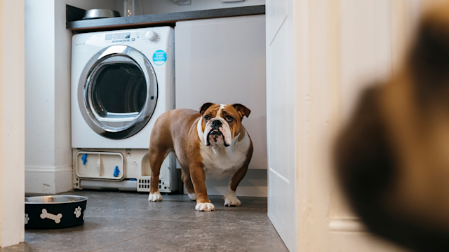 View of 17 Household Items That Can Poison Your Dog - GoodRx