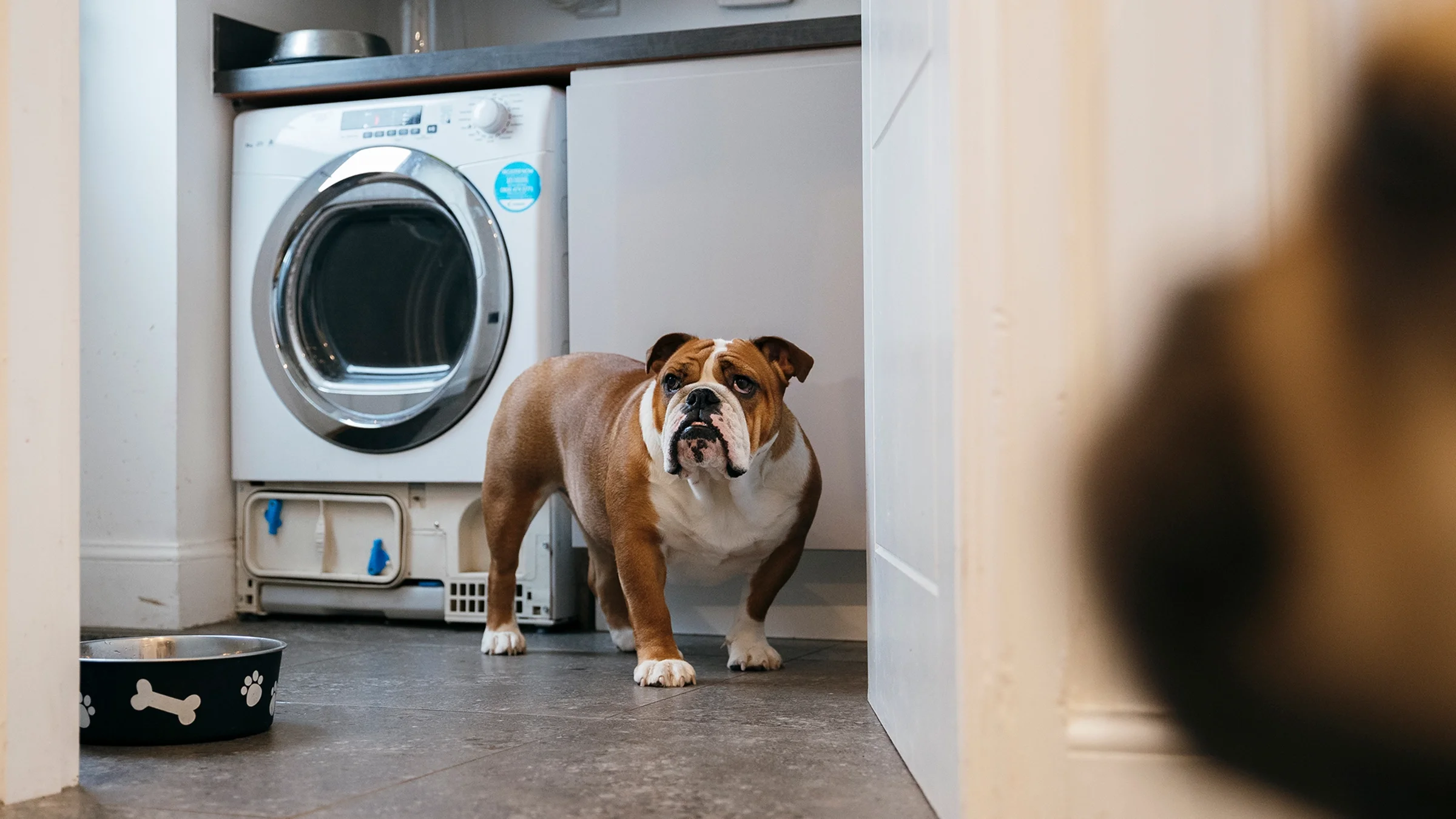 A bulldog stands in a laundry room.