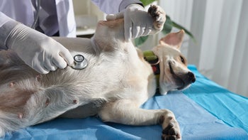 Dog: dog vet stethoscope 1395725728