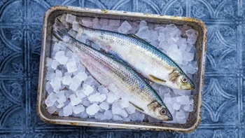 diet-nutrition: fresh herring on ice 2187777887