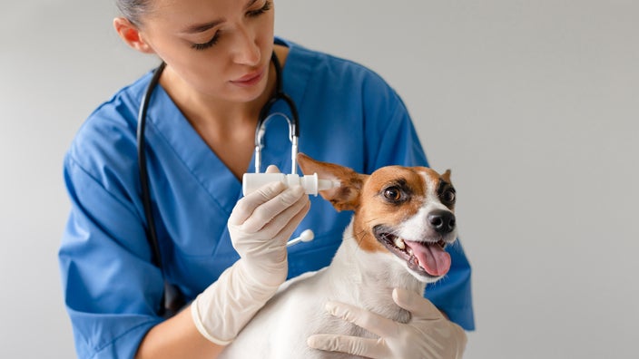 Vet administering ear drops to a dog.
