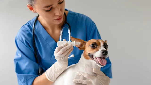 Dog: ear drops for dog 1995860251