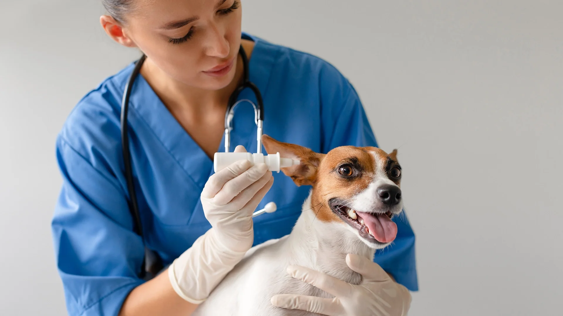 Antibiotics for Dogs: Common Options and How to Pick One - GoodRx