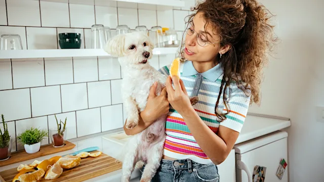 dog: feeding dog orange slice 1740478547