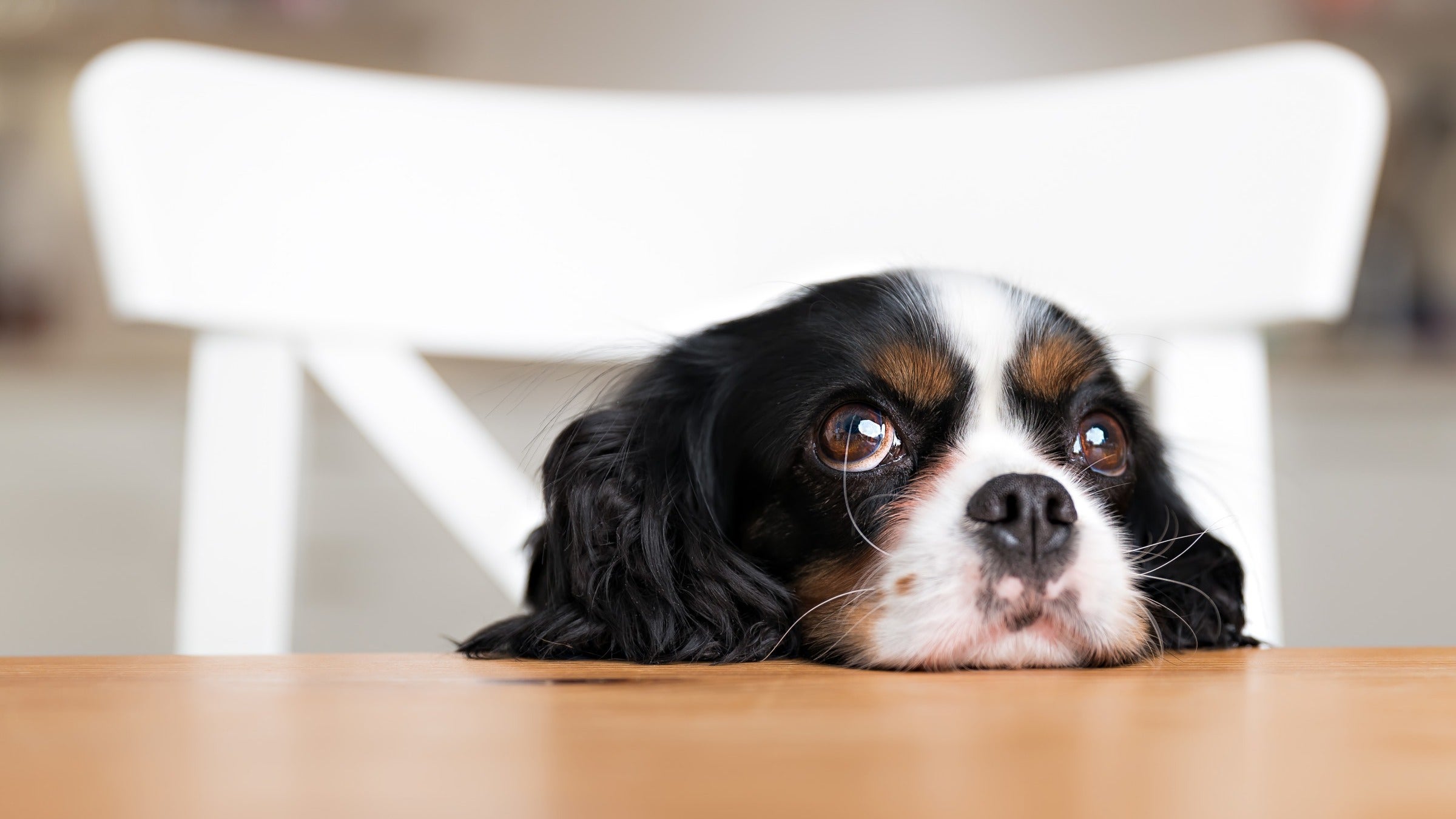 Dog: Toxic foods: GettyImages 501084938