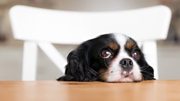 Dog: Toxic foods: GettyImages 501084938
