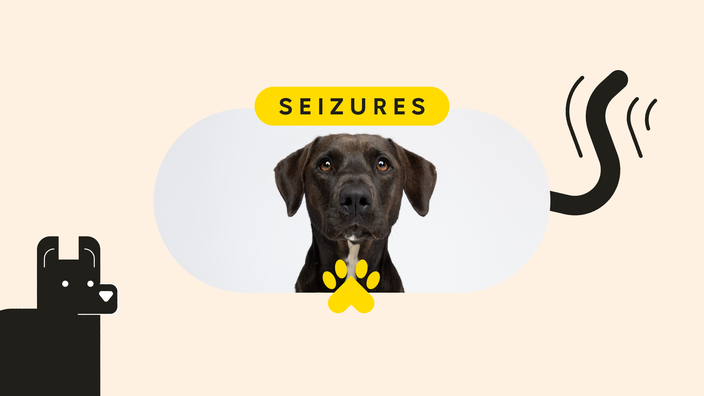 Seizure meds cheap for dogs