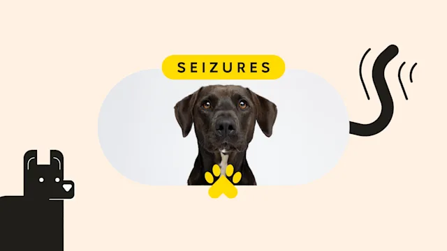 Health: Patient experiences: pet care seizures pet featured image