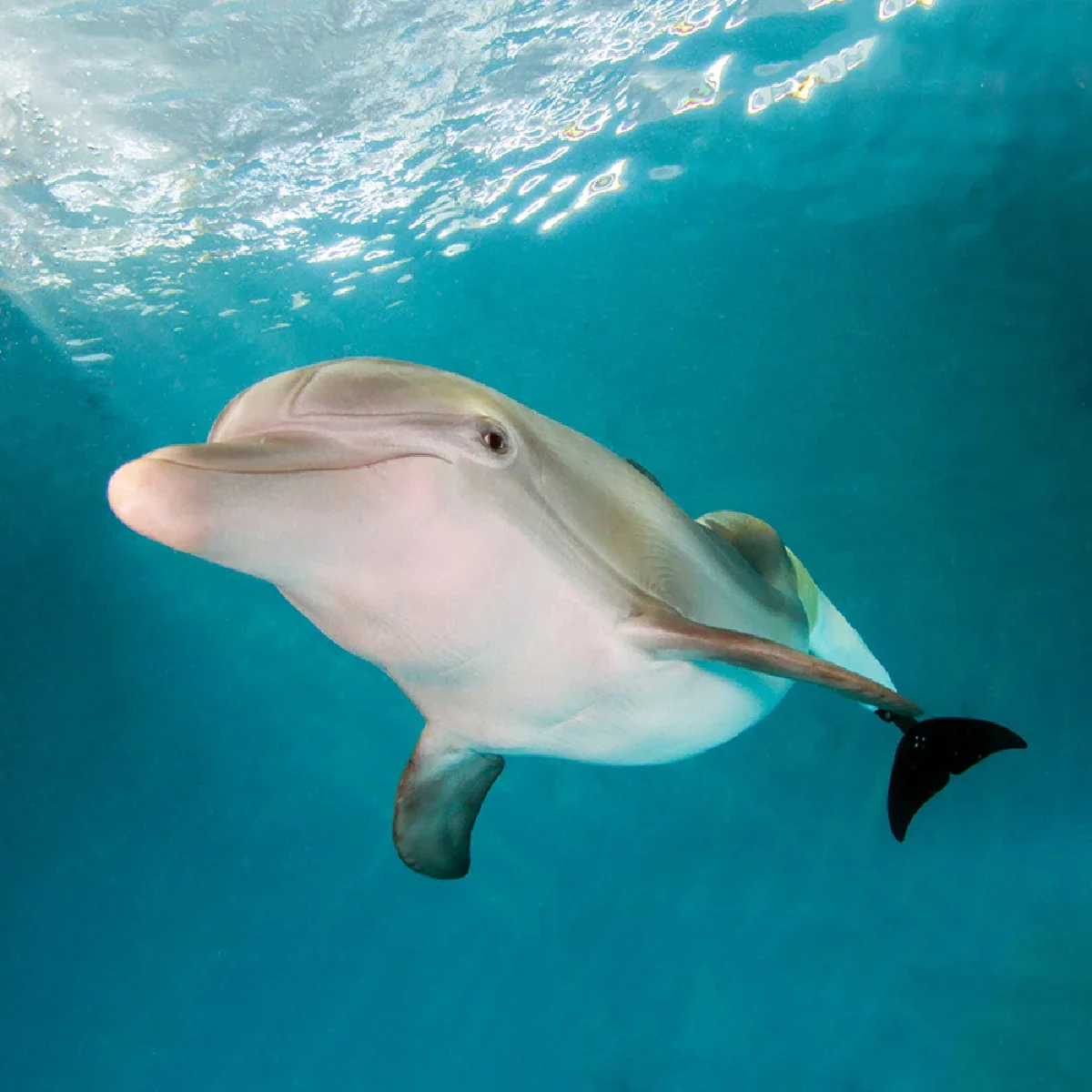 Winter, the dolphin that inspired Bill Potts, is pictured.