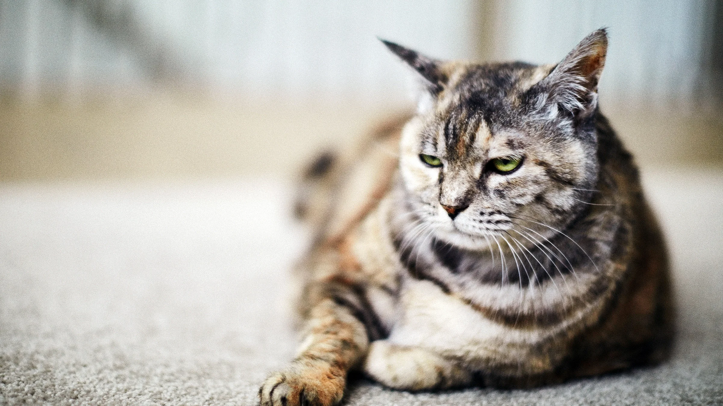 A cat relaxes on carpet while wearing a grumpy expression.