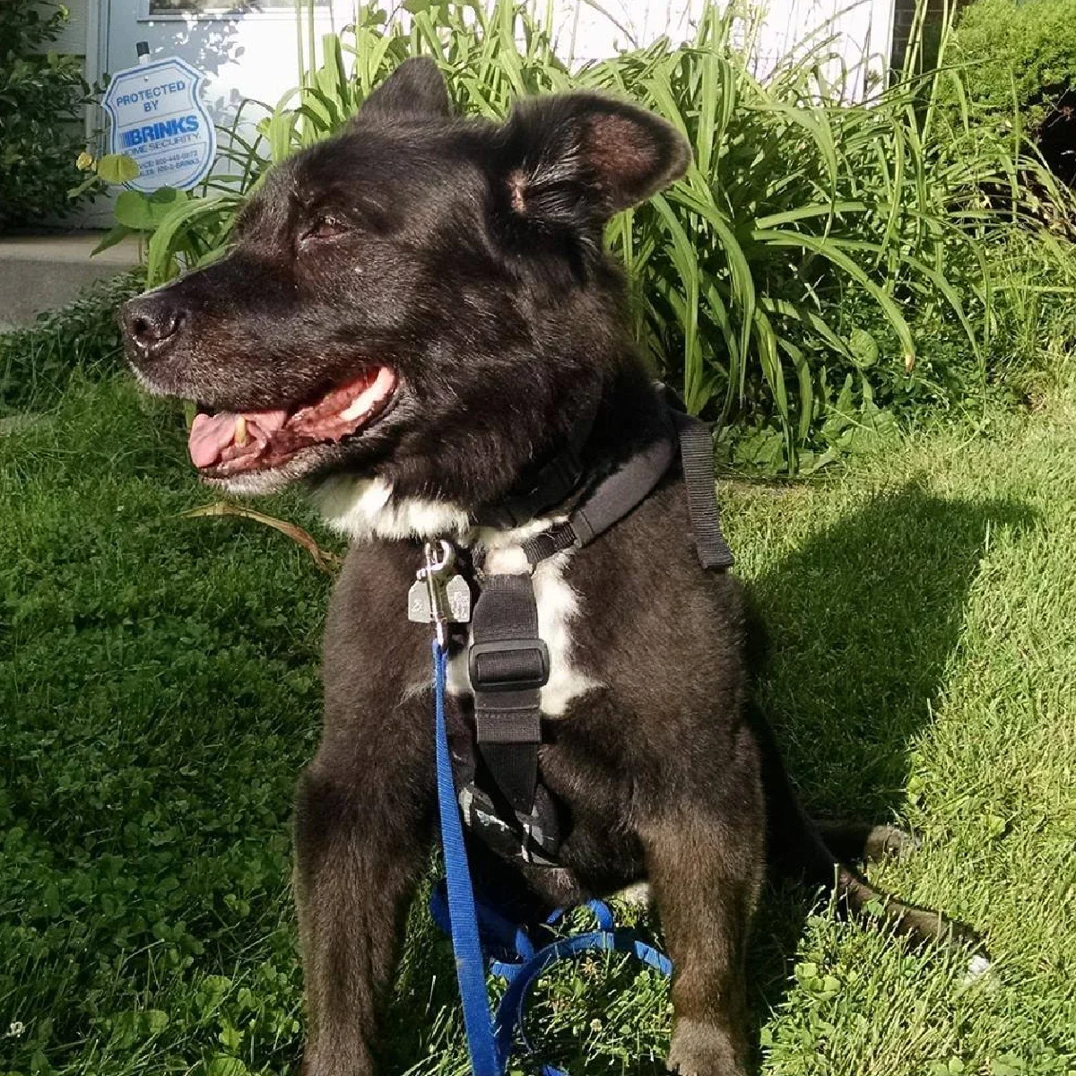Toby, who was diagnosed with old dog syndrome in 2018, is pictured outside.