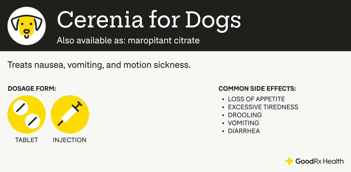 Picture of Cerenia (Maropitant Citrate) for Dogs: Uses, Side Effects, and More ...
