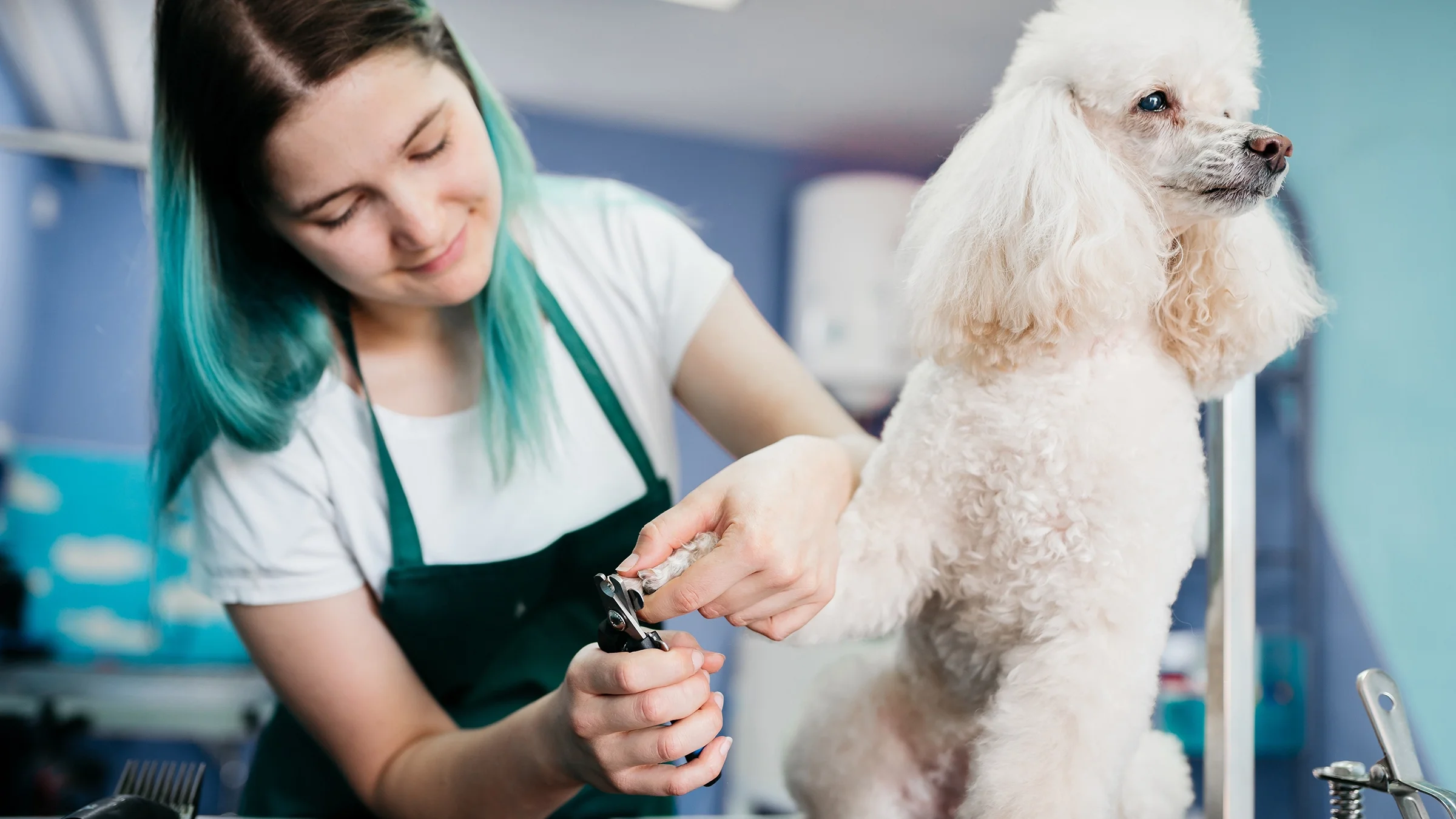 A pet groomer is pictured trimming a poodle’s nails.