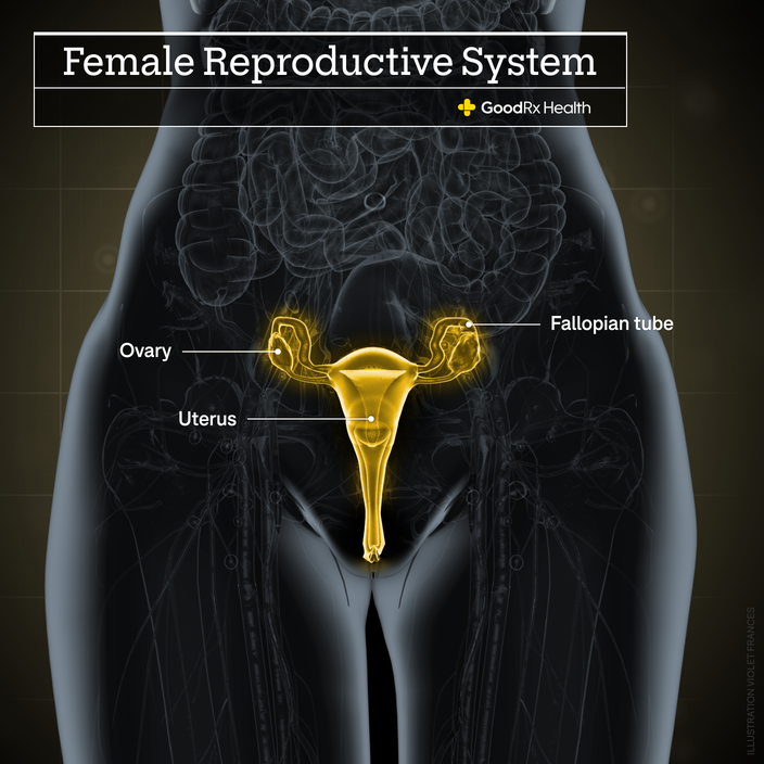 A 3D illustration of the male reproductive system highlighting the vas deferens, epididymis, testicle, and scrotum. 