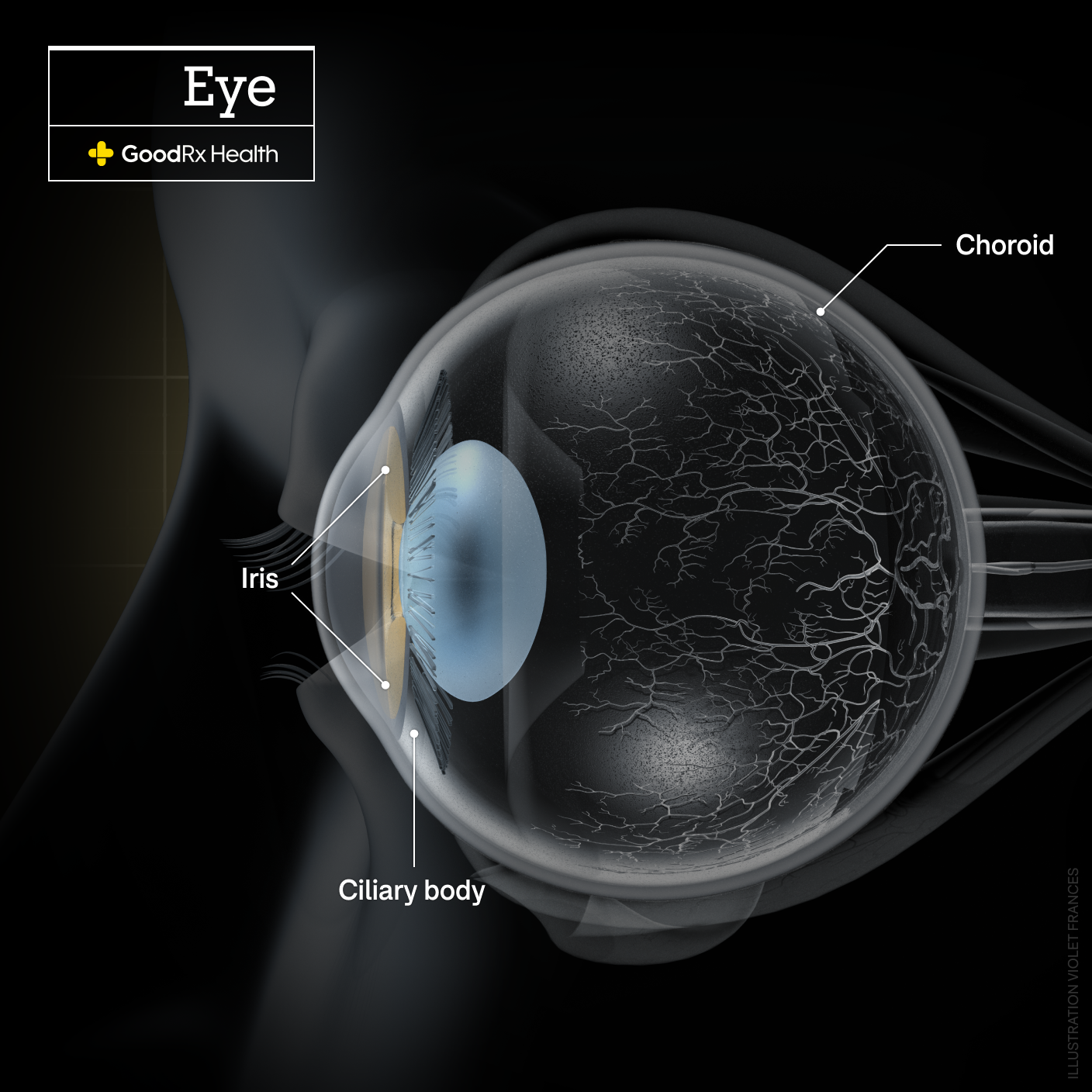 What Is Uveitis? The Different Types of Eye Inflammation - GoodRx