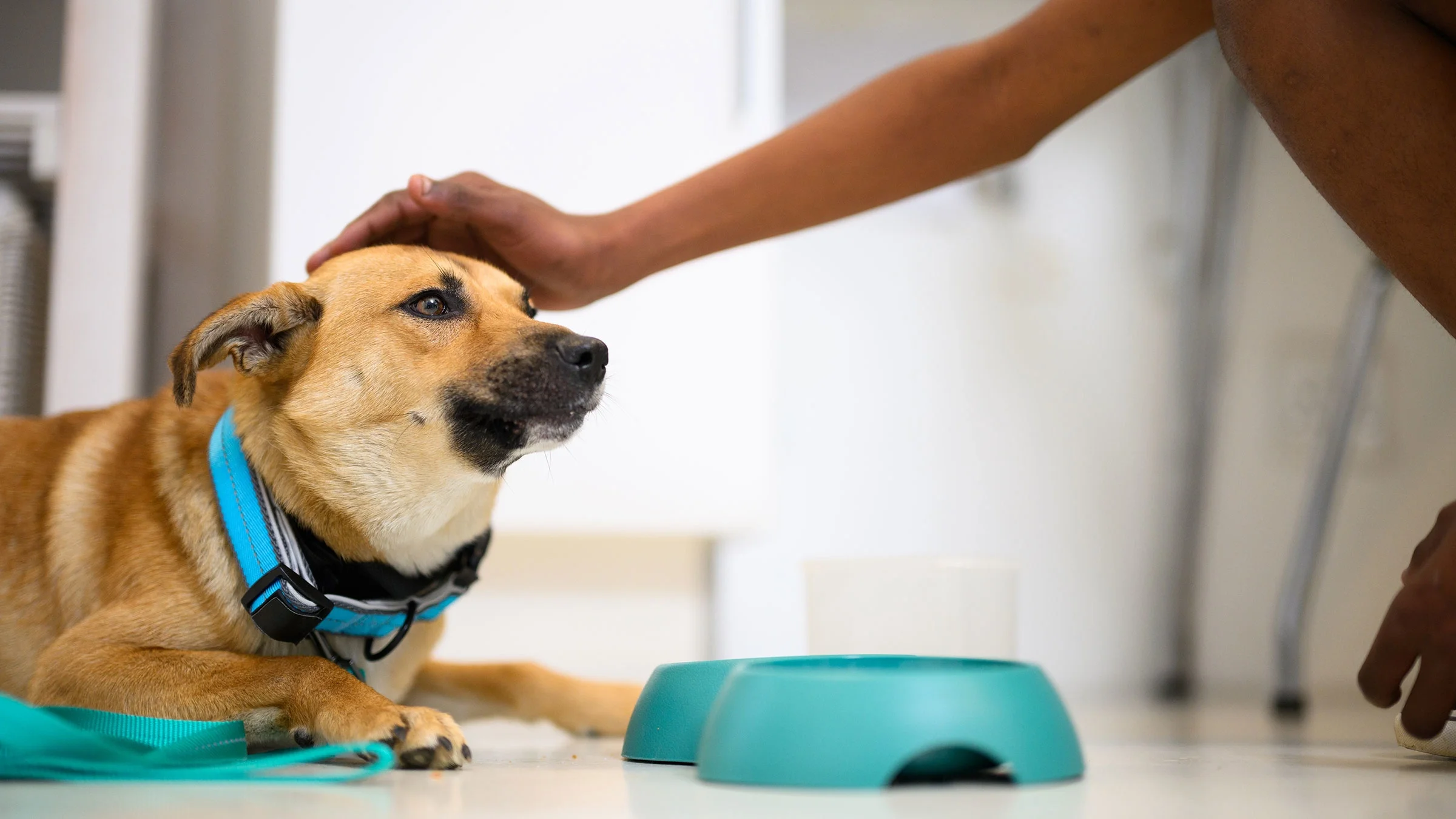 An owner pets a dog before feeding.