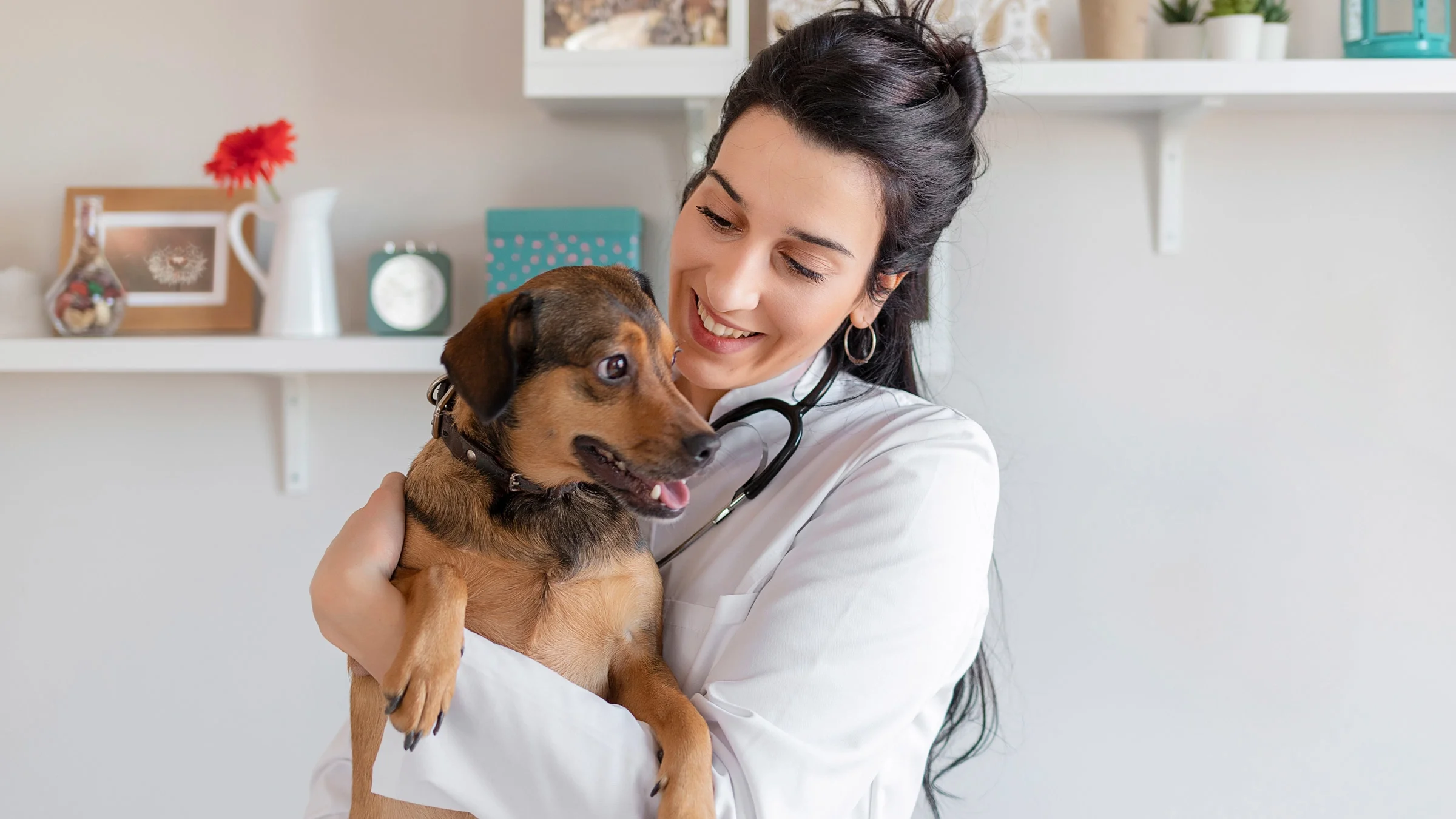 Veterinarian examining a cute brown dog with a brown collar.